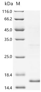 Recombinant Human Surfactant-associated protein 2 (SFTA2)