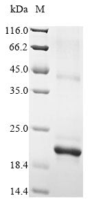 Recombinant Mouse Chemokine-like protein TAFA-1 (Tafa1)