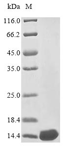 Recombinant Vesicular stomatitis Indiana virus Protein C' (P)