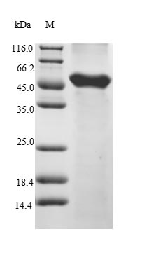 Recombinant Mouse Serine/threonine-protein kinase VRK1 (Vrk1)