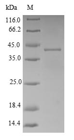 Recombinant Shigella flexneri Adenylate kinase (adk)