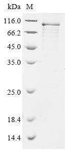 Recombinant Human Mitochondrial antiviral-signaling protein (MAVS), partial