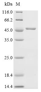 Recombinant Shigella flexneri Putative multidrug resistance protein MdtA (mdtA)