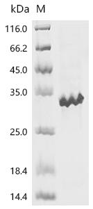 Recombinant Candida albicans Hyphally regulated cell wall protein 1 (HYR1), partial