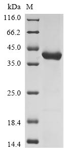 Recombinant Mouse Enoyl-CoA hydratase, mitochondrial (Echs1) (C225S)