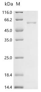 Recombinant Mouse Adenylate cyclase type 10 (Adcy10), partial