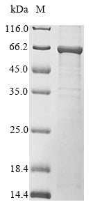 Recombinant Mouse Negative regulator of reactive oxygen species (Nrros), partial
