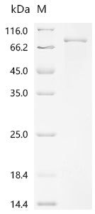 Recombinant Mouse Protein NDNF (Ndnf)