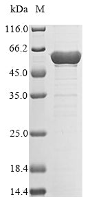 Recombinant Escherichia coli O6:H1 Replicative DNA helicase (dnaB)