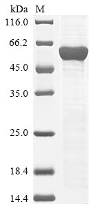 Recombinant Mouse Leucine-rich repeat LGI family member 3 (Lgi3)