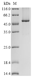 Recombinant Human WD repeat and FYVE domain-containing protein 1 (WDFY1)