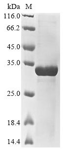 Recombinant Mouse Secreted phosphoprotein 24 (Spp2)