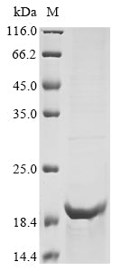 Recombinant Human Proton-coupled zinc antiporter SLC30A8 (SLC30A8), partial