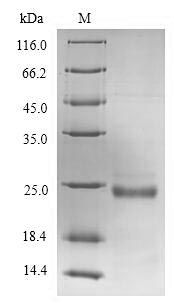 Recombinant Human von Willebrand factor A domain-containing protein 5B2 (VWA5B2), partial
