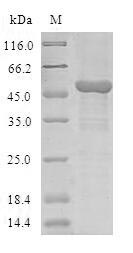Recombinant Human COMM domain-containing protein 1 (COMMD1)