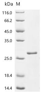 Recombinant Dog Superoxide dismutase [Cu-Zn] (SOD1) (X53S)