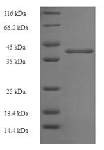 Recombinant Human N (6)-adenine-specific DNA methyltransferase 2 (N6AMT2)