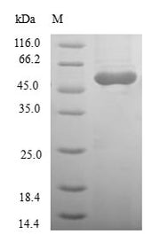 Recombinant Human Ras association domain-containing protein 5 (RASSF5)