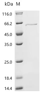 Recombinant Mouse Cytochrome P450 2C70 (Cyp2c70)
