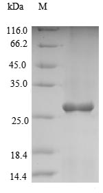 Recombinant Arabidopsis thaliana 2-Cys peroxiredoxin BAS1, chloroplastic (BAS1)