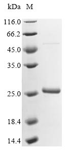 Recombinant Arabidopsis thaliana 23.6 kDa heat shock protein, mitochondrial (HSP23.6)