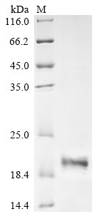 Recombinant Human Urocortin-2 (UCN2), partial