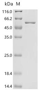 Recombinant Zea mays Transcription factor TEOSINTE BRANCHED 1 (TB1)