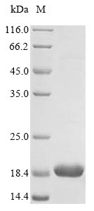 Recombinant Mouse Beta-synuclein (Sncb)