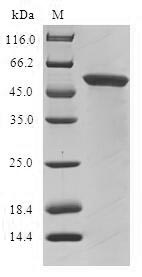 Recombinant Human Glycine N-acyltransferase-like protein 1 (GLYATL1)