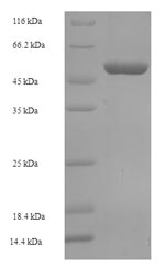 Recombinant Human Oxidoreductase NAD-binding domain-containing protein 1 (OXNAD1)
