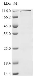 Recombinant Human Methyltransferase-like protein 25 (METTL25), Biotinylated