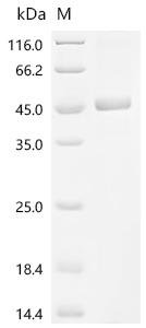 Recombinant Mouse Protein Wnt-9a (Wnt9a)
