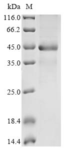 Recombinant Mouse Aldo-keto reductase family 1 member C13 (Akr1c13)