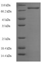 Recombinant Human Phosphoinositide 3-kinase regulatory subunit 5 (PIK3R5)