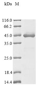 Recombinant Rhizobium meliloti Probable sulfoacetaldehyde acetyltransferase (xsc), partial