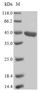Recombinant Arabidopsis thaliana Flavonol synthase/flavanone 3-hydroxylase (FLS1)