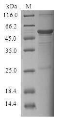 Recombinant Human Cell death activator CIDE-3 (CIDEC)