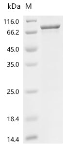 Recombinant Human tRNA-dihydrouridine (47) synthase [NAD (P) (+)]-like (DUS3L)