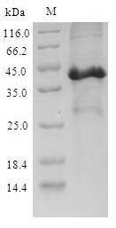 Recombinant Mouse Secretoglobin family 3A member 2 (Scgb3a2)