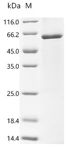 Recombinant Human Roundabout homolog 3 (ROBO3), partial