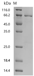Recombinant Human Roundabout homolog 3 (ROBO3), partial