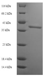 Recombinant Human Butyrophilin subfamily 2 member A2 (BTN2A2), partial