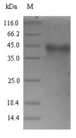 Recombinant Rickettsia conorii Putative N-acetylmuramoyl-L-alanine amidase RC0497 (RC0497)
