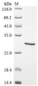 Recombinant Mouse Beta-defensin 6 (Defb6)