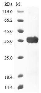 Recombinant Dog Troponin I, cardiac muscle (TNNI3)