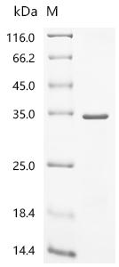 Recombinant Human TATA-binding protein-associated factor 2N (TAF15), partial