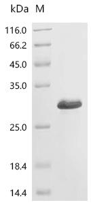 Recombinant Human TATA-binding protein-associated factor 2N (TAF15), partial