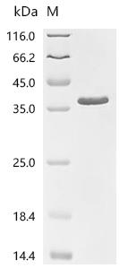 Recombinant Human TATA-binding protein-associated factor 2N (TAF15), partial
