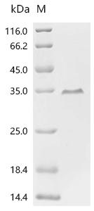 Recombinant Human TATA-binding protein-associated factor 2N (TAF15), partial