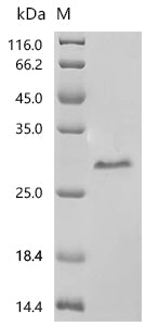 Recombinant Human TATA-binding protein-associated factor 2N (TAF15), partial